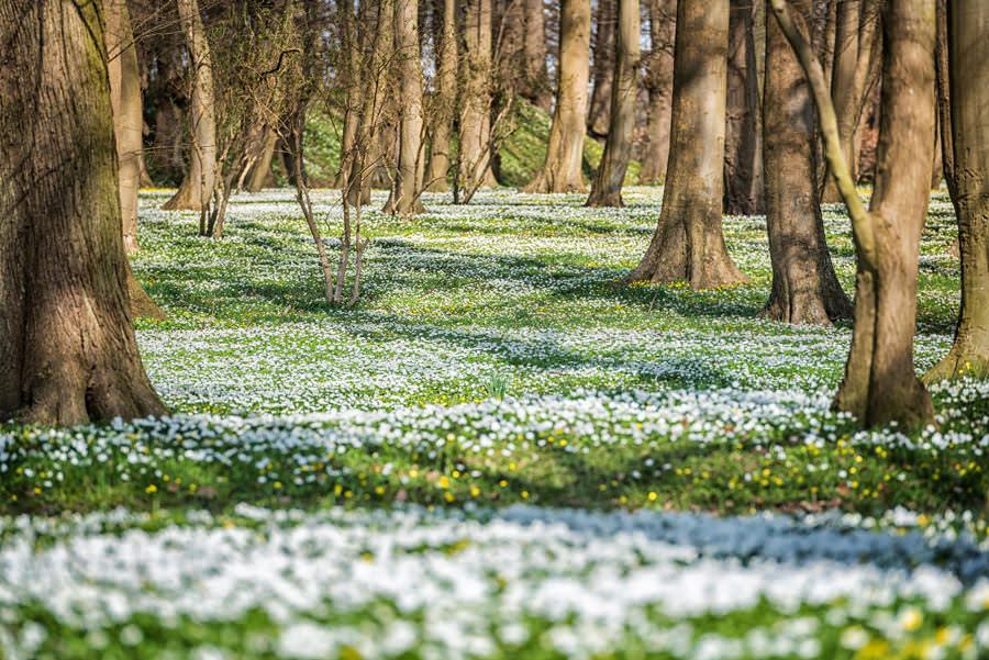 Ostern auf Rügen verbringen – Blumenwiese im Schlosspark Putbus